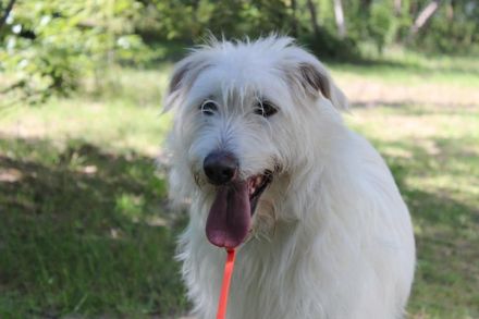 Yuki, Schnauzer-Mix, geb. 2022, schüchterner Rüde sucht freundlichen Zweithund