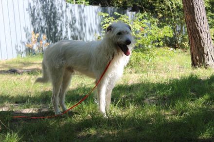 Yuki, Schnauzer-Mix, geb. 2022, schüchterner Rüde sucht freundlichen Zweithund