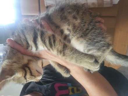 2 wunderschöne hauskatzen abzugeben