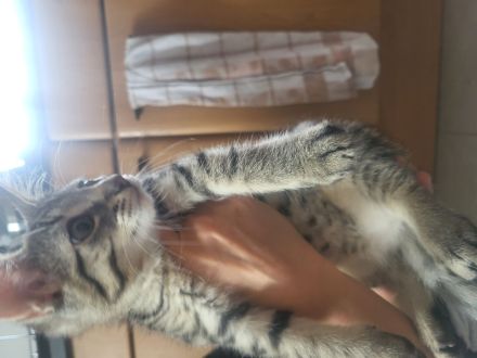 2 wunderschöne hauskatzen abzugeben