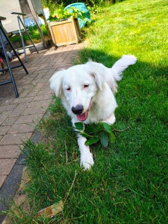 Arik auf Pflegestelle in 57223 Kreuztal/ NRW sucht seine Menschen