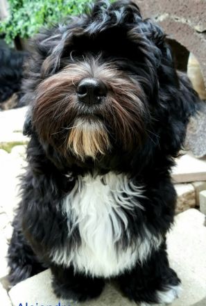 Reinrassiger Havaneserbub