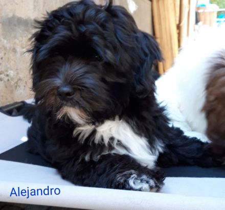 Reinrassiger Havaneserbub