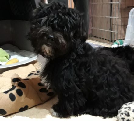 Reinrassiger Havaneserbub