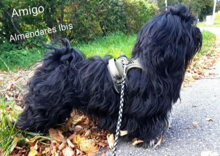 Reinrassiger Havaneserbub