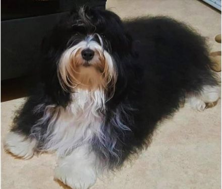 Reinrassiger Havaneserbub