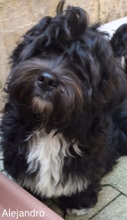 Reinrassiger Havaneserbub