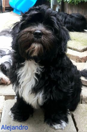 Reinrassiger Havaneserbub