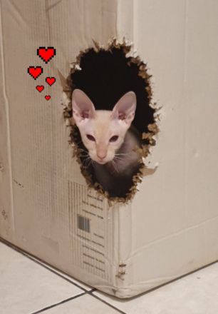 Don Sphynx Dame sucht Don Sphynx Boy