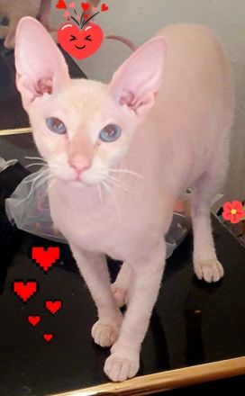 Don Sphynx Dame sucht Don Sphynx Boy