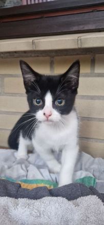 Europäisch kurzhaar Kitten