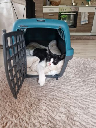 Europäisch kurzhaar Kitten