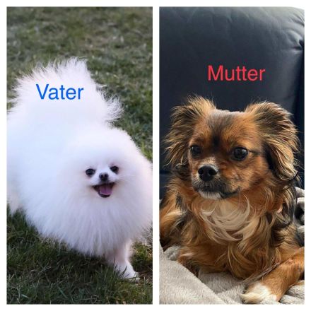 Welpen Chihuahua-Papillon mix Pomeranian