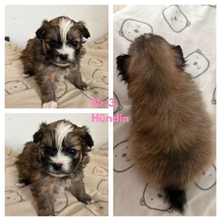 Welpen Chihuahua-Papillon mix Pomeranian