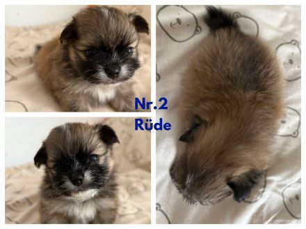 Welpen Chihuahua-Papillon mix Pomeranian