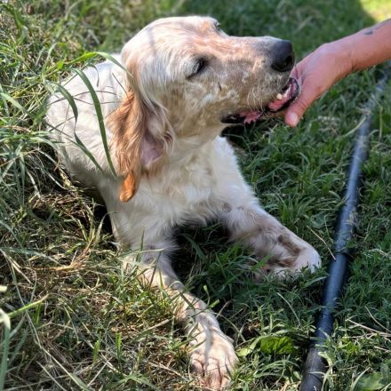 Notfellnase Ermis / männlich / derzeit noch in Griechenland