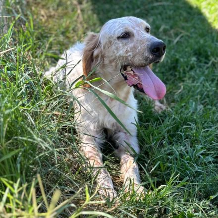 Notfellnase Ermis / männlich / derzeit noch in Griechenland