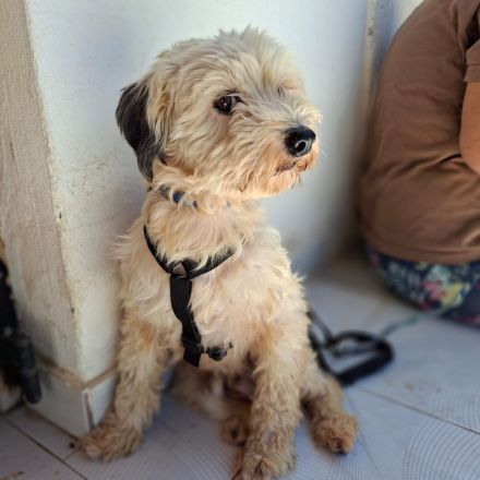 Notfellnasen Chioni & Philly / gemeinsame Vermittlung Mutter/Tochter / beide derzeit in Griechenland