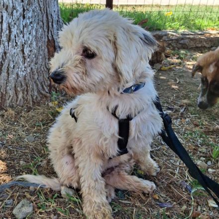 Notfellnasen Chioni & Philly / gemeinsame Vermittlung Mutter/Tochter / beide derzeit in Griechenland