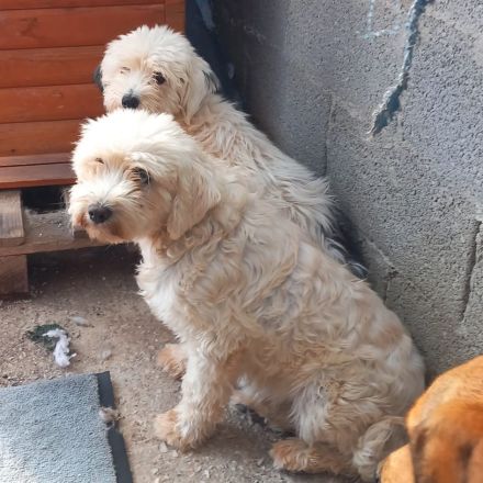 Notfellnasen Chioni & Philly / gemeinsame Vermittlung Mutter/Tochter / beide derzeit in Griechenland