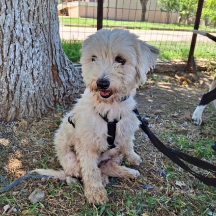 Notfellnasen Chioni & Philly / gemeinsame Vermittlung Mutter/Tochter / beide derzeit in Griechenland