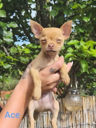 Süßer Chihuahua Welpe