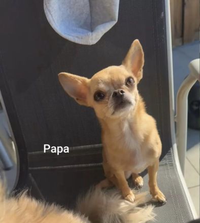 Süßer Chihuahua Welpe