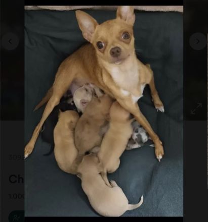 Süßer Chihuahua Welpe