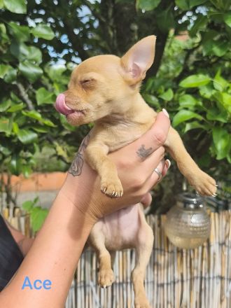 Süßer Chihuahua Welpe