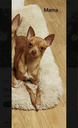 Süßer Chihuahua Welpe