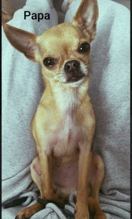 Süßer Chihuahua Welpe