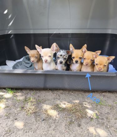 Süßer Chihuahua Welpe