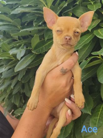 Süßer Chihuahua Welpe