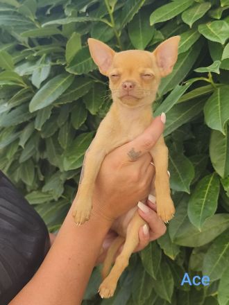 Süßer Chihuahua Welpe