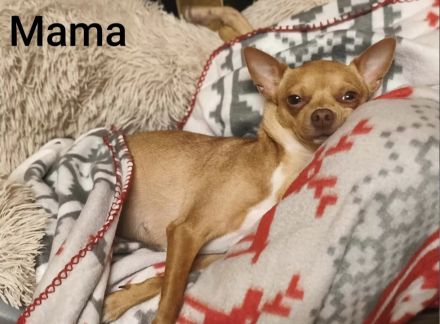 Süßer Chihuahua Welpe