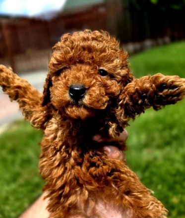 Toypudel Mini Welpe