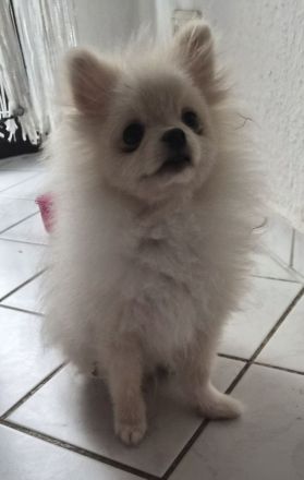 Pomeranian Zwergspitz Reinrassige Welpen Teddybär Poo