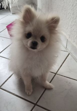 Pomeranian Zwergspitz Reinrassige Welpen Teddybär Poo
