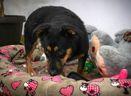 Kleine, schüchterne Rica sucht liebe Menschen