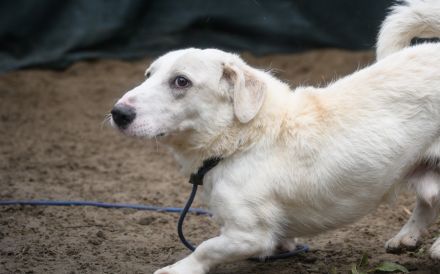 Tuuri sucht sein Glück