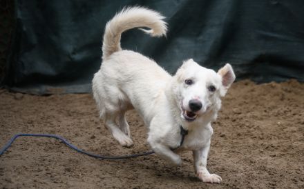 Tuuri sucht sein Glück