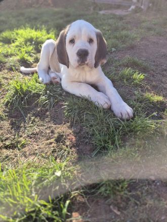 Bernhardiner Welpen suhen neue zuhause, aktuell 14 Wochen und nur noch ein Rüde zuhaben