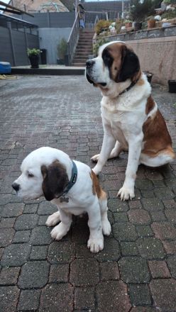 Bernhardiner Welpen suhen neue zuhause, aktuell 14 Wochen und nur noch ein Rüde zuhaben