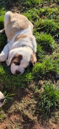 Bernhardiner Welpen suhen neue zuhause, aktuell 14 Wochen und nur noch ein Rüde zuhaben