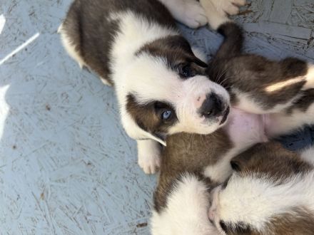 Bernhardiner Welpen suhen neue zuhause, aktuell 14 Wochen und nur noch ein Rüde zuhaben