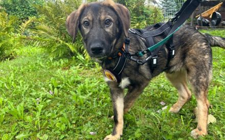 Pepe ist ein echtes Stehaufmännchen