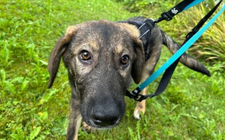 Pepe ist ein echtes Stehaufmännchen