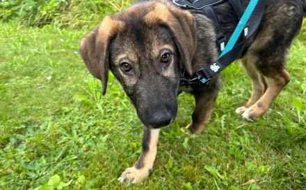 Pepe ist ein echtes Stehaufmännchen