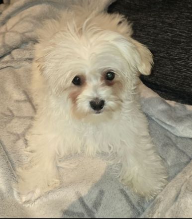 Havaneser-Malteser Mix