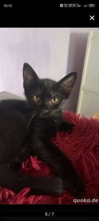 2 Liebevollen kitten